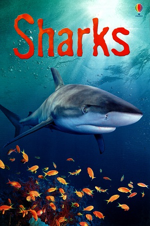 Sharks (Beginners)