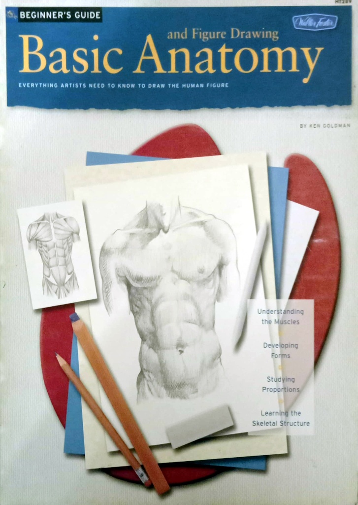 Beginner's Guide: Basic Anatomy and Figure Drawing