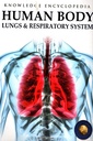 Human Body: Lungs & Respiratory System